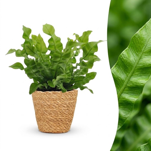 "Nestfarn (Asplenium nidus) – pflegeleichte Zimmerpflanze, im Dekokorb, Höhe ca. 12 cm image"