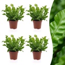 Asplenium Crispy Wave - Krauser Wellenfarn - 4 Pflanzen - Topf 12cm - Höhe - 30cm