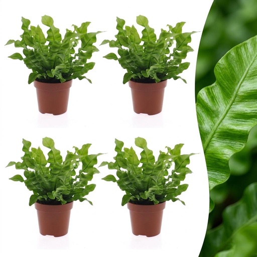 "Asplenium Crispy Wave - Krauser Wellenfarn - 4 Pflanzen - Topf 12cm - Höhe - 30cm image"