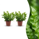 Asplenium Crispy Wave - Krauser Wellenfarn - 2 Pflanzen - Topf 12cm - Höhe - 30cm