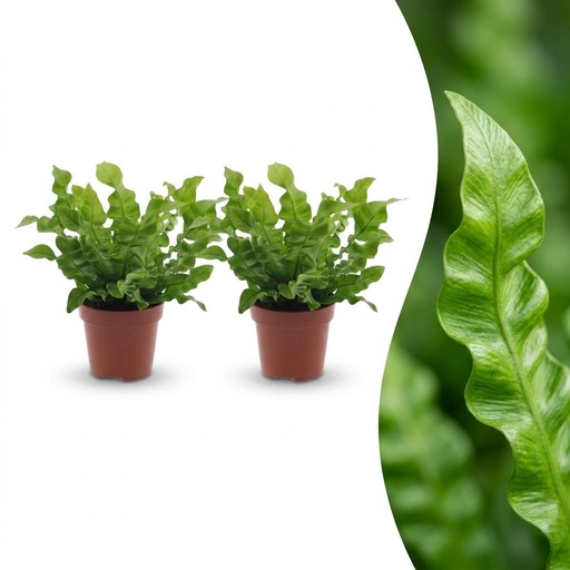 "Asplenium Crispy Wave - Krauser Wellenfarn - 2 Pflanzen - Topf 12cm - Höhe - 30cm image"