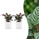 Ctenanthe Burle Marxii - Fischgräten-Gebetspflanze - 2 Pflanzen - mit Potter Weiß - Topf 12cm - Höhe - 30cm