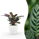 Ctenanthe Burle Marxii - Fischgräten-Gebetspflanze - 1 Pflanze - mit Weißem Topf - Topf 12cm - Höhe - 30cm