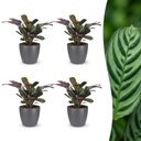 Ctenanthe Burle Marxii - Fischgräten-Gebetspflanze - 4 Pflanzen - met Potter Grijs - Topf 12cm - Höhe - 30cm