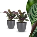 Ctenanthe Burle Marxii - Fischgräten-Gebetspflanze - 2 Pflanzen - mit Potter Grijs - Topf 12cm - Höhe - 30cm