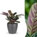 Ctenanthe Burle Marxii - Fischgräten-Gebetspflanze - 1 Pflanze - mit Topf Grau - Topf 12cm - Höhe - 30cm