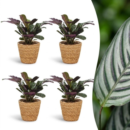 "Ctenanthe Burle Marxii - Fischgräten-Gebetspflanze - 4 Pflanzen - mit Korb - Topf 12cm - Höhe 30cm image"