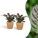 Ctenanthe Burle Marxii - Fischgräten-Gebetspflanze - 2 Pflanzen - mit Korb - Topf 12cm - Höhe - 30cm