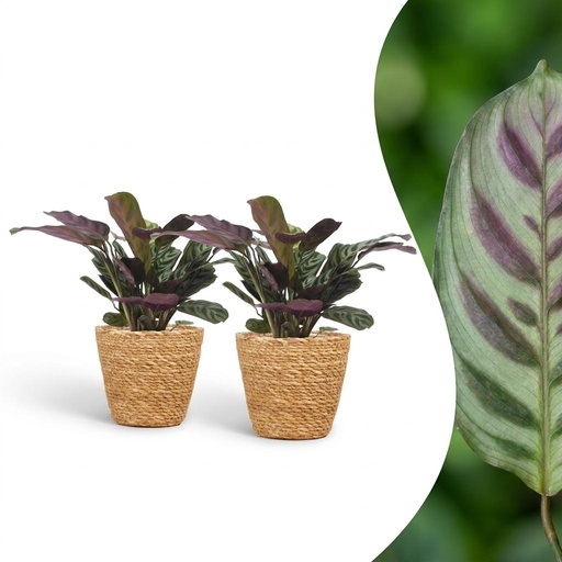 "Ctenanthe Burle Marxii - Fischgräten-Gebetspflanze - 2 Pflanzen - mit Korb - Topf 12cm - Höhe - 30cm image"