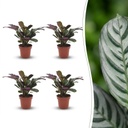 Ctenanthe Burle Marxii - Fischgräten-Gebetspflanze - 4 Pflanzen - Topf 12cm - Höhe - 30cm