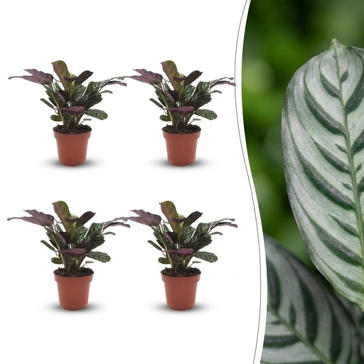 "Ctenanthe Burle Marxii - Fischgräten-Gebetspflanze - 4 Pflanzen - Topf 12cm - Höhe - 30cm image"