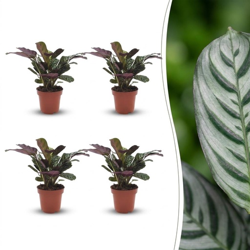 "Kamm-Marante 'Burle Marxii' 4er-Set (Ctenanthe) – pflegeleichte Zimmerpflanze, Topf-Ø 12 cm, Höhe ca. 30 cm image"