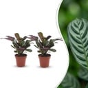 Ctenanthe Burle Marxii - Fischgräten-Gebetspflanze - 2 Pflanzen - Topf 12cm - Höhe - 30cm