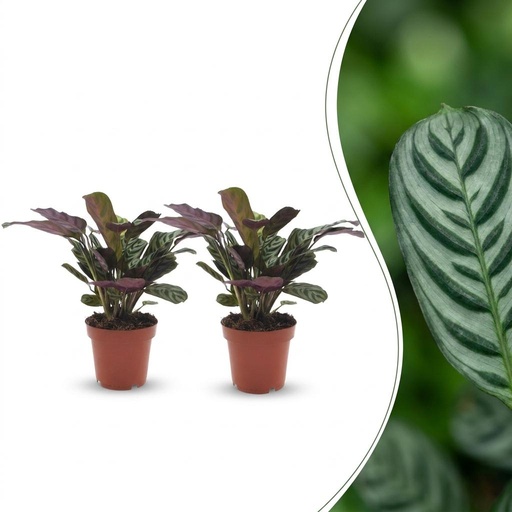 "Ctenanthe Burle Marxii - Fischgräten-Gebetspflanze - 2 Pflanzen - Topf 12cm - Höhe - 30cm image"