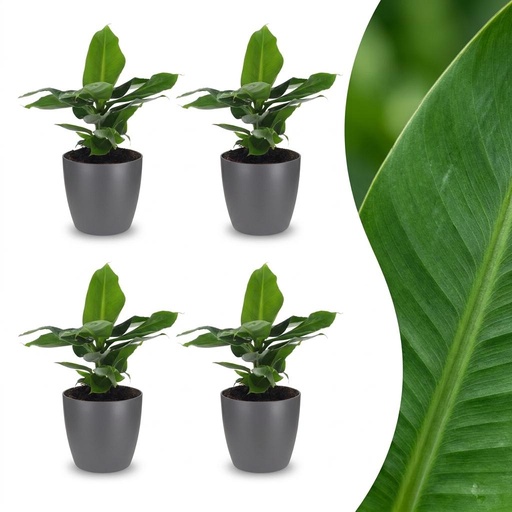 "Zwergbanane (Musa acuminata) – pflegeleichte Zimmerpflanze, Höhe ca. 12 cm image"