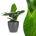 Musa Oriental Dwarf - Orientalische Zwergbanane - 1 Pflanze - mit Grau Topf - Topf 12cm - Höhe - 30cm