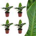 Musa Oriental Dwarf - Orientalische Zwergbanane - 4 Pflanzen - Topf 12cm - Höhe - 30cm