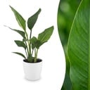 Strelitzia Reginea - Paradiesvogelblume - 1 Pflanze - mit Topf Weiß - Topf 12cm - Höhe - 35cm