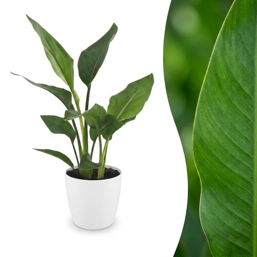 "Strelitzia Reginea - Paradiesvogelblume - 1 Pflanze - mit Topf Weiß - Topf 12cm - Höhe - 35cm image"
