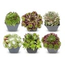 6x - Sempervivum Big Sam - Ø7cm - ↕10-12cm