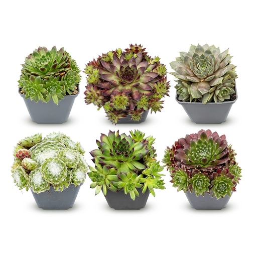 "6x - Sempervivum Big Sam - Ø7cm - ↕10-12cm image"