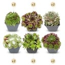 12x - Sempervivum Big Sam - Ø7cm - ↕10-12cm