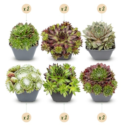 "Hauswurz 'Big Sam' 12er-Set (Sempervivum) – pflegeleichte Zimmerpflanze, Topf-Ø 7 cm, Höhe ca. 10–12 cm image"