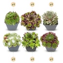 24x - Sempervivum Big Sam - Ø7cm - ↕10-12cm