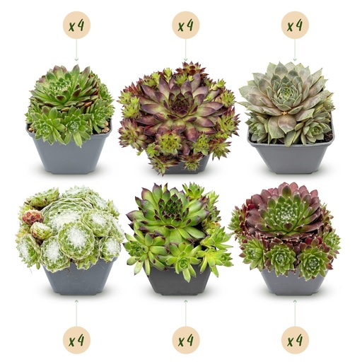 "24x - Sempervivum Big Sam - Ø7cm - ↕10-12cm image"