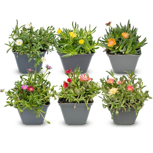 "6x - Delosperma mix - Ø7cm - ↕10-12cm image"