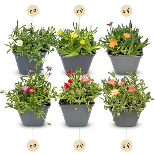 "24x - Delosperma mix - Ø7cm - ↕10-12cm image"