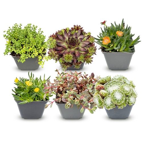 "6x - Alpen-Mix - Ø7cm - ↕10-12cm image"
