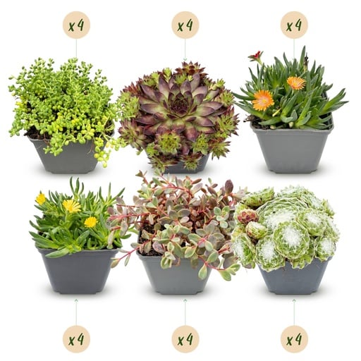 "24x - Alpine Mix - Ø7cm - ↕10-12cm image"