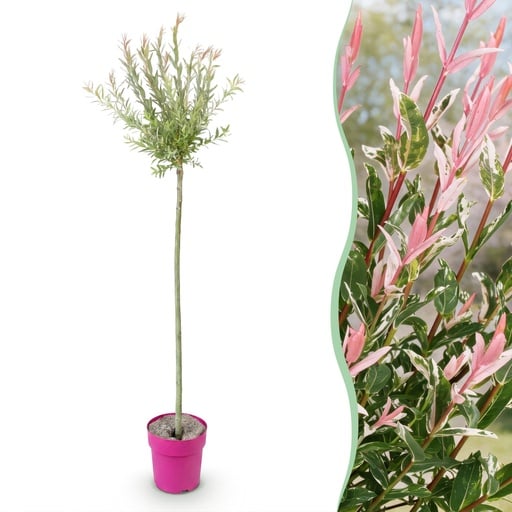 "Salix Flamingo - Ø23cm - ↕140-160cm image"