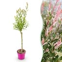 Salix Flamingo - Ø17cm - ↕70-80cm