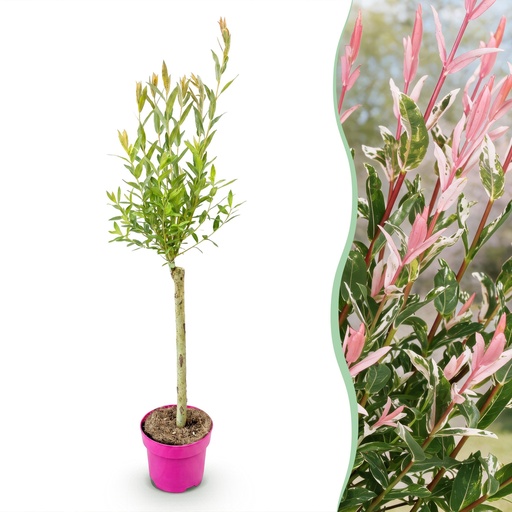 "Flamingoweide (Salix flamingo) – winterharter Zierstrauch, Topf-Ø 17 cm, Höhe ca. 17 cm image"