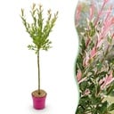 Salix Flamingo - Ø19cm - ↕90-100cm