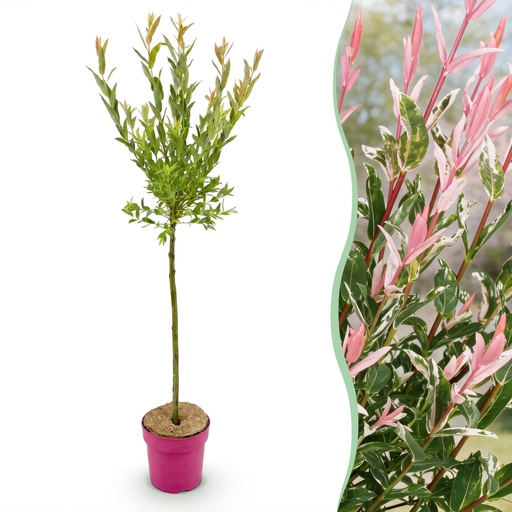 "Salix Flamingo - Ø19cm - ↕90-100cm image"