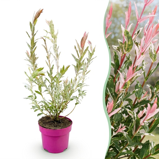 "Salix Flamingo - Ø17cm - ↕40-50cm image"