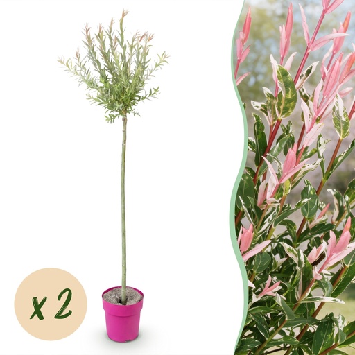 "2x - Salix Flamingo - Ø23cm - ↕140-160cm image"