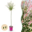 4x - Salix Flamingo - Ø23cm - ↕140-160cm