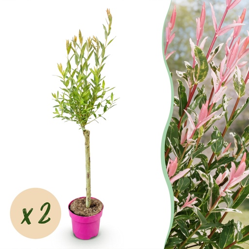 "2x - Salix Flamingo - Ø17cm - ↕70-80cm image"