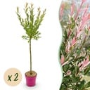 2x - Salix Flamingo - Ø19cm - ↕90-100cm