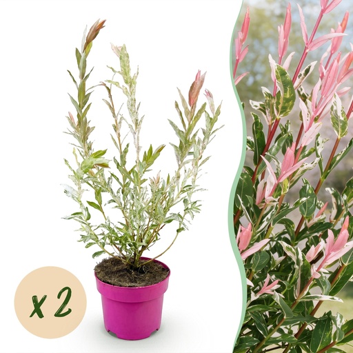 "2x - Salix Flamingo - Ø17cm - ↕40-50cm image"