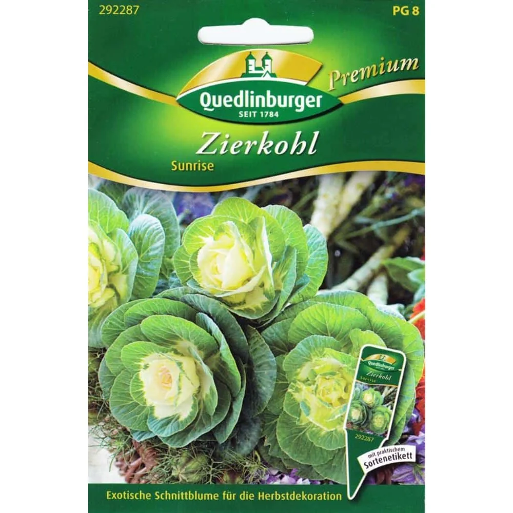 "Zierkohl Sunrise kaufen, winterhart & pflegeleicht image"