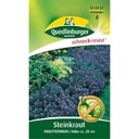 Steinkraut Violettkönigin, lila, bienenfreundlich, Boni-Shop
