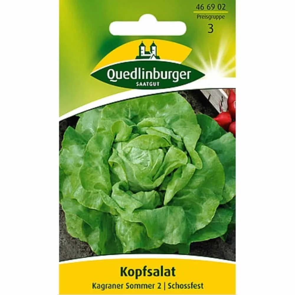 "Kopfsalat, Kagraner Sommer, mittelfr&uuml;he Salatsorte image"