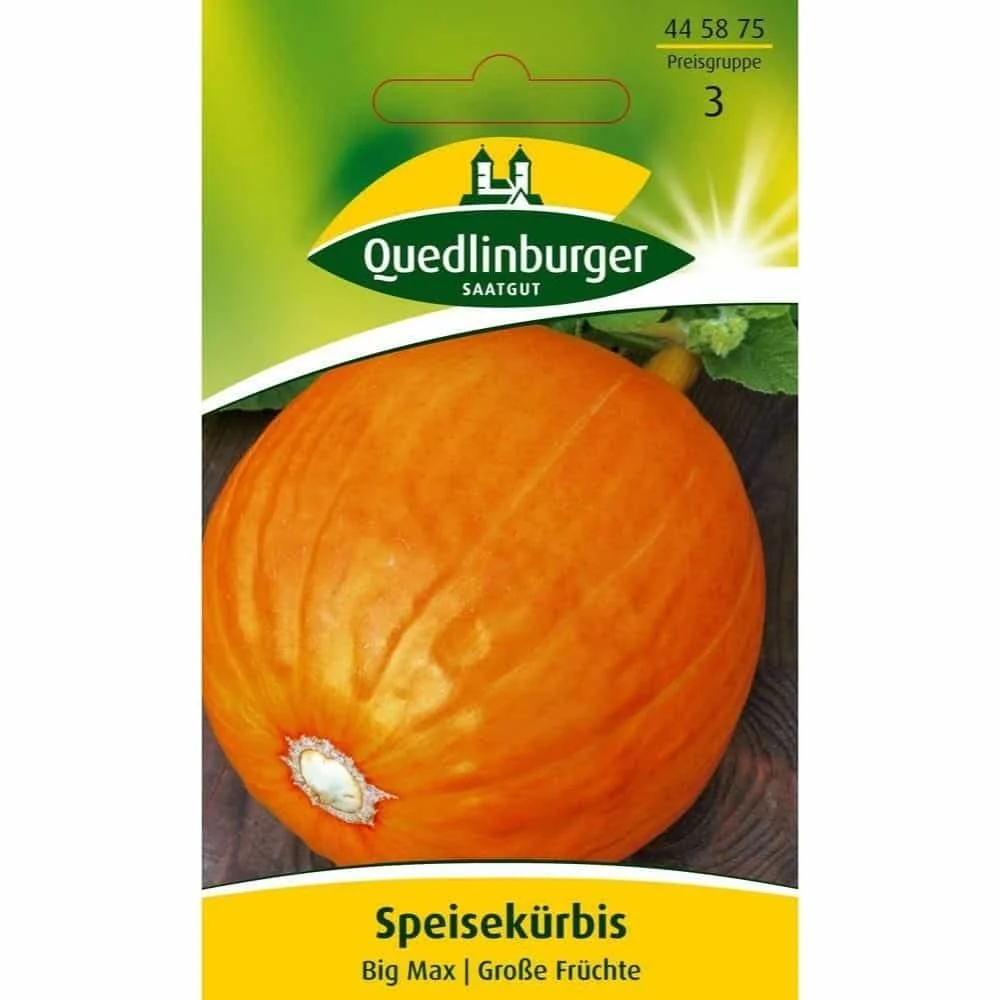 "Speisekürbis, Big Max image"