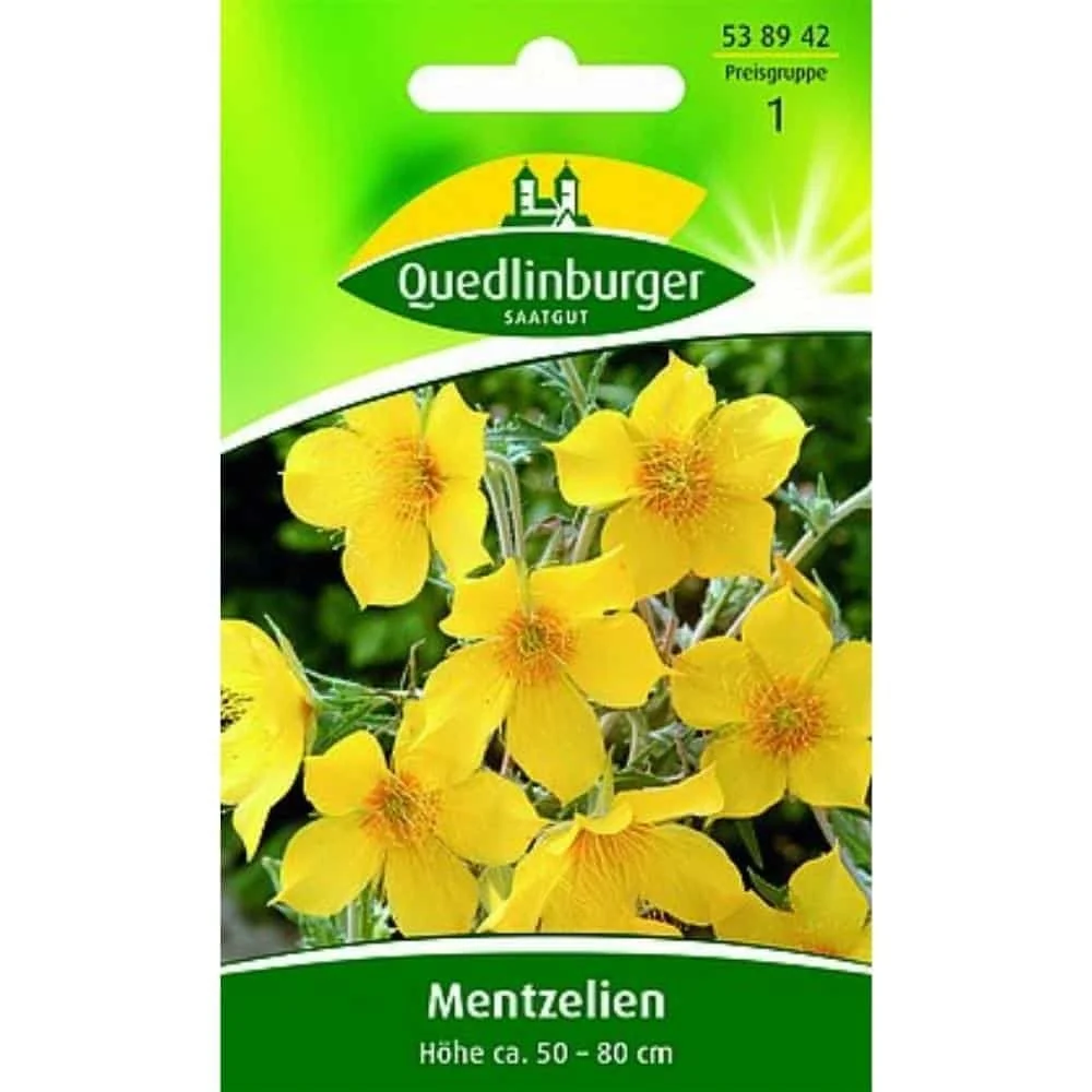 "Mentzelia Lindleyi, Goldstern Samen, Bienenweide, duftende Sommerblume image"