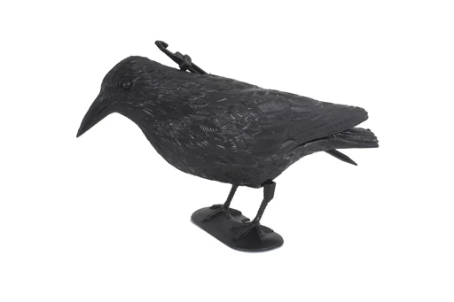 "Taubenschreck Rabe image"